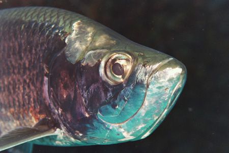 Tarpon by Jacques Miller 