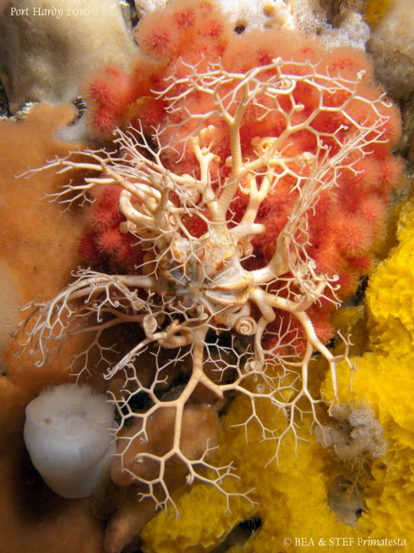 Basketstar (Gorgonocephalus eucnemis). by Bea & Stef Primatesta 