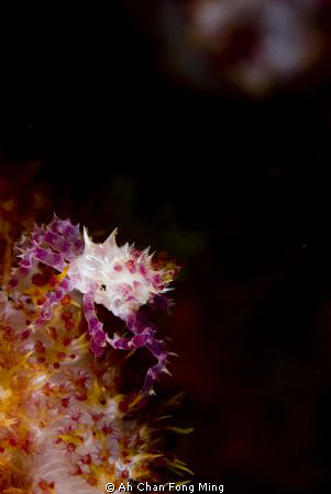 Taken at Philippines Anilao. 105mm lens. by Ah Chan Fong Ming 