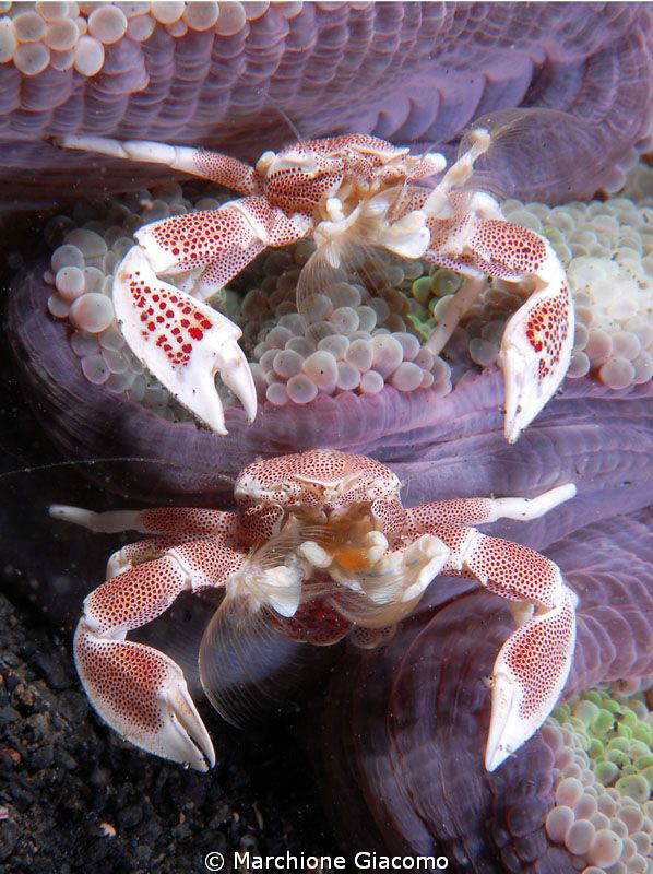 Up and down: Nikon D200, 60 micro, twin strobo
Lembeh 2010 by Marchione Giacomo 