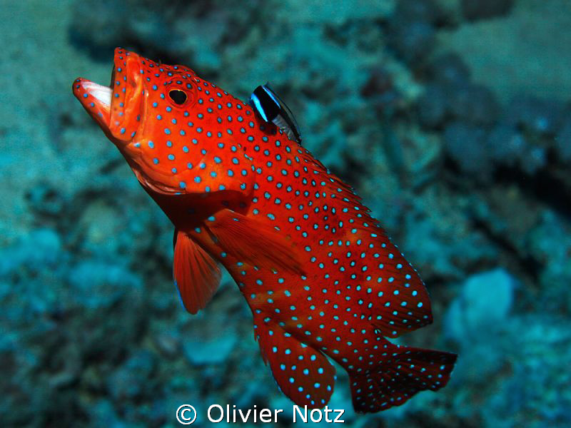 a very shy fish on cleaning station by Olivier Notz 