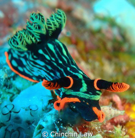 munchy munchy!!! dusky nembrotha by Chinchin Law 