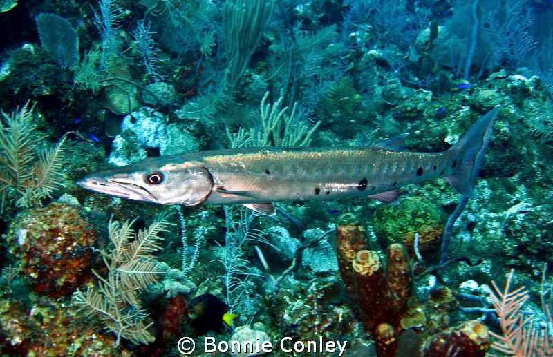 Barracuda seen in Grand Cayman August 2010.  Photo taken ... by Bonnie Conley 