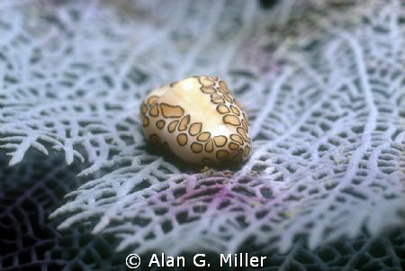 Flamengo Tongue shot with a Nikonos RS and 50mm Macro and... by Alan G. Miller 