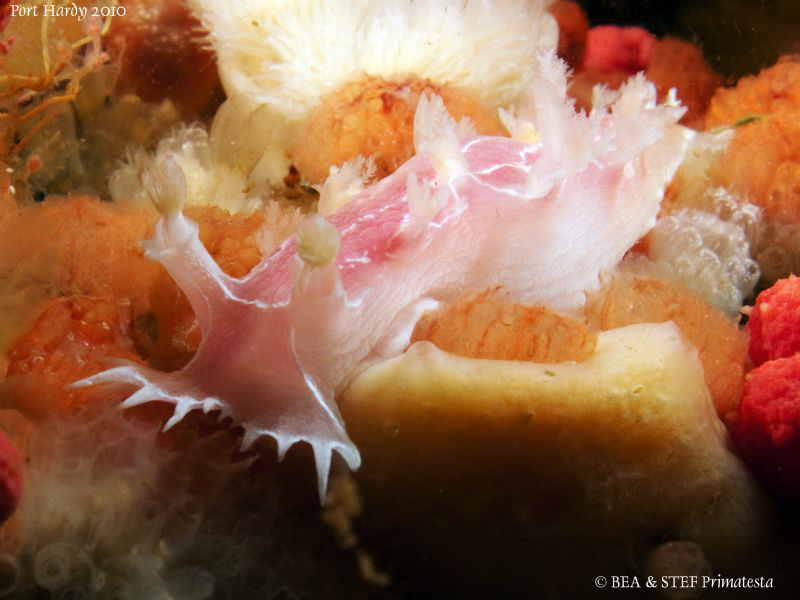 Diamondback nudibranch (Tritonia festiva) by Bea & Stef Primatesta 