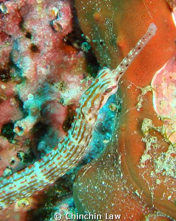 Reeftop Pipefish by Chinchin Law 