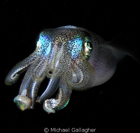 Reef squid in midwater - shot taken on a night dive in Ko... by Michael Gallagher 