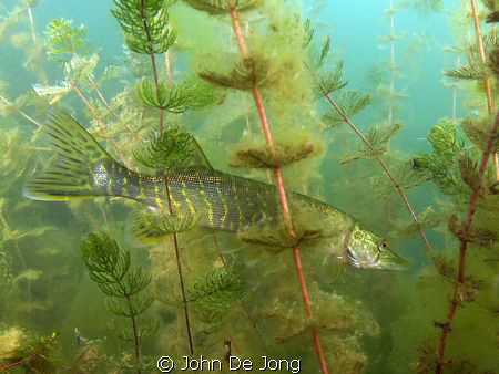Small Pike between the vegetation. by John De Jong 