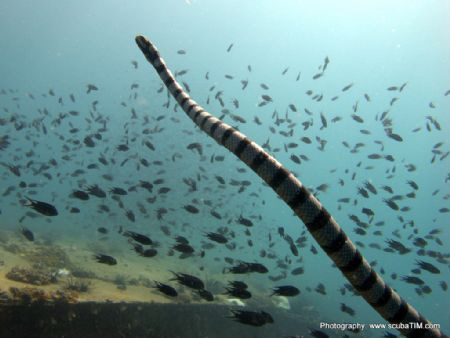 Snake on the Sugar Wreck...Shot on G11 on natural light w... by Tim Ho 