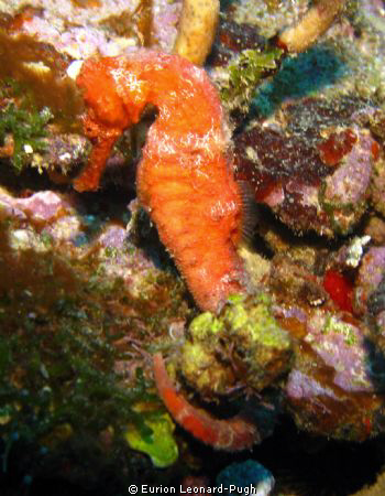 Seahorse spotted on the Veronica L wreck, Grenada WI. Tak... by Eurion Leonard-Pugh 