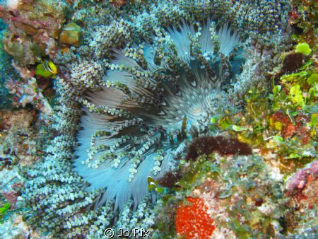Beaded Sea Anemone with tiny Maldives Anemonefish 
Guira... by Jo Rix 