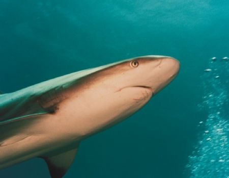 Enter the Predator

Taken with Sea & Sea MX10 and YS40A... by Tom Dillon 