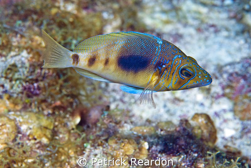 Beautiful fish.  Love the coloring.  Grand Cayman. by Patrick Reardon 