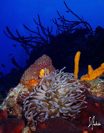 The walls and drop off along the reefs of Cozumel make fo... by Steven Anderson 