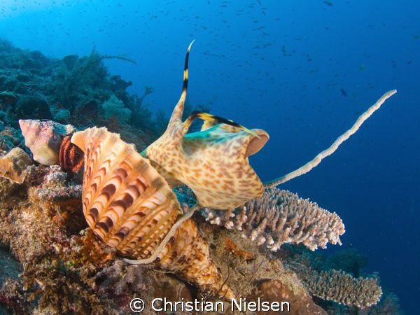 I am not sure about the name of this shell, but quite spe... by Christian Nielsen 