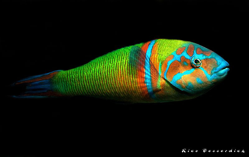 Turkish Wrasse by Rico Besserdich 