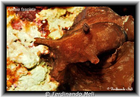 A beautiful Aplisia fasciata in the Mediterranean sea. by Ferdinando Meli 