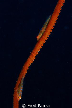 2 gobies on a whip coral. Very first shot of the vacation!! by Fred Panza 