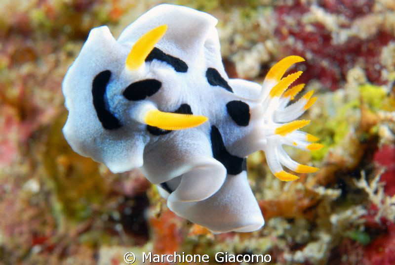 Bad position.Nikon D200, 60 micro, twin strobo
Wakatobi ... by Marchione Giacomo 