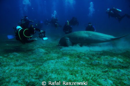 "loneliness"
Nikon D70,Sea&Sea housing,Nikkor 10,5mm,2 x... by Rafal Raszewski 