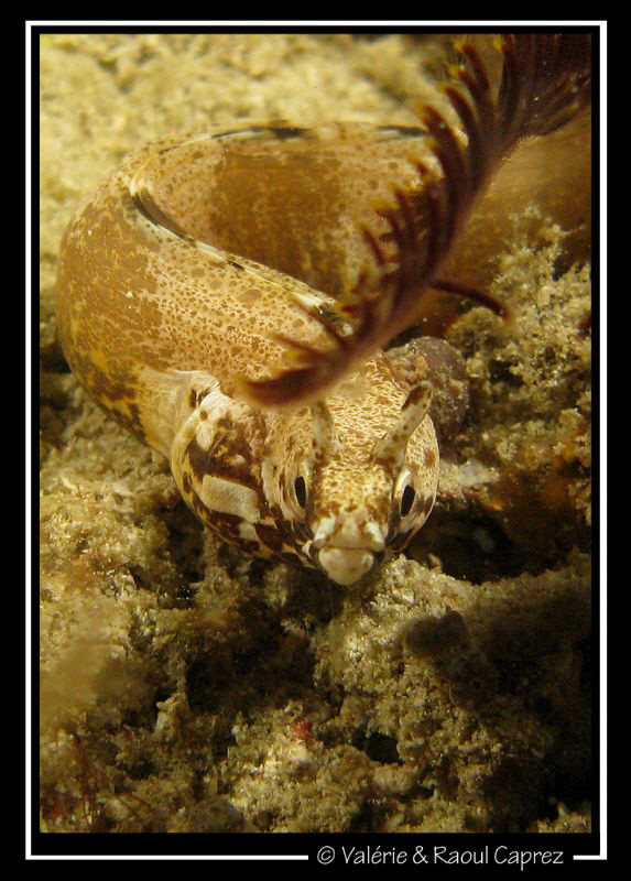 If anybody knows the scientific name of this fish, please... by Raoul Caprez 