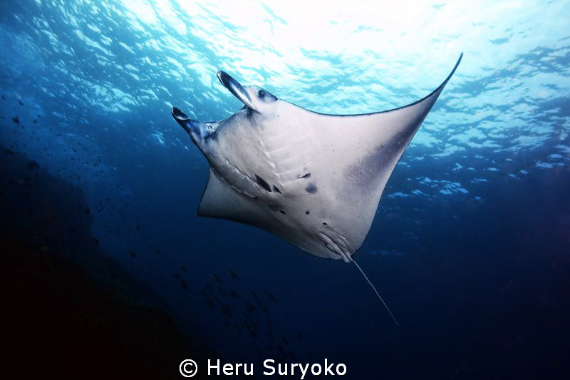 manta alley, komodo islands by Heru Suryoko 
