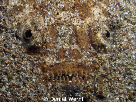 An evil grin, two eyes, and sand: stargazer in Dauin, Neg... by Daniel Wernli 