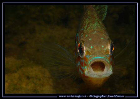Face to Face with this beautiful Pumpkinseed, common sunf... by Michel Lonfat 