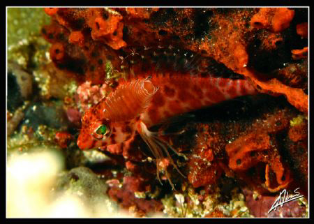 parasite feeding on a hawkfish... by Adriano Trapani 