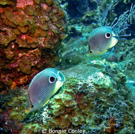 Butterflyfish seen in Grand Cayman August 2010.  Photo ta... by Bonnie Conley 