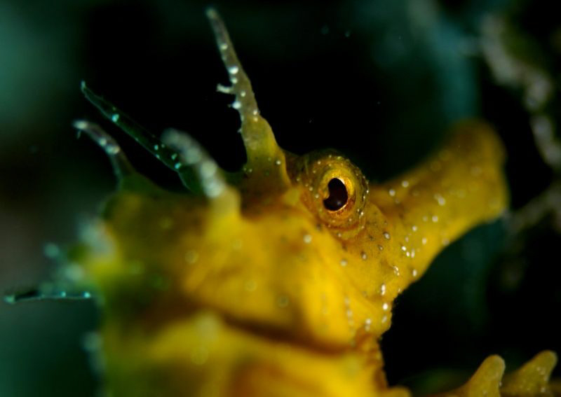 Seahorse-detail by Veronika Matějková 