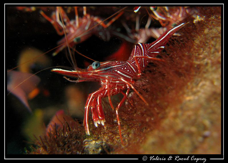 Rhynchocinetes durbanensis by Raoul Caprez 