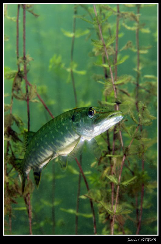 young pike hiding in the seagrass :-D by Daniel Strub 