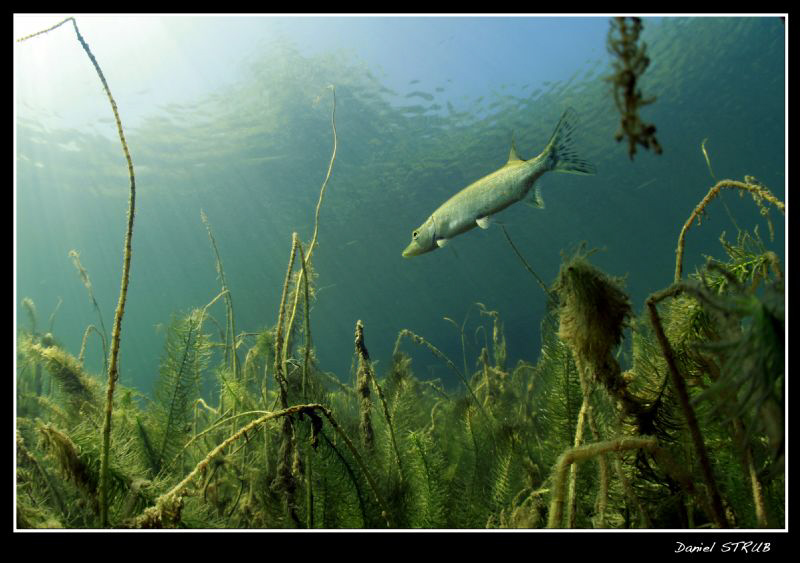 The last dive in the pond was truly amazing :-D by Daniel Strub 