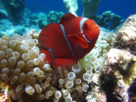 Bunaken during decompression stop.
Sony Cybershot P9 cam... by Yves Antoniazzo 