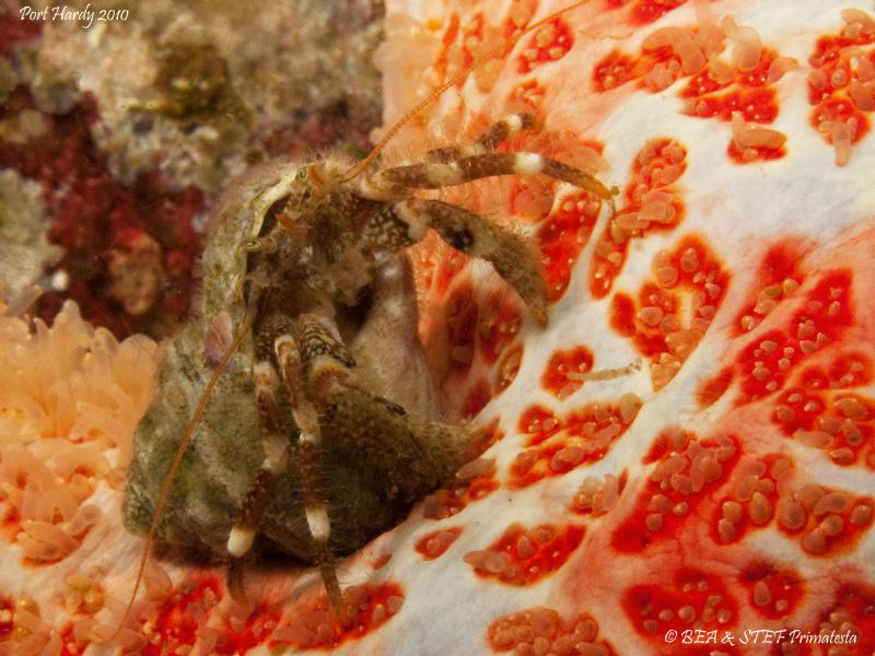 Greenmark hermit on Leather star (Pagurus caurinus, Derma... by Bea & Stef Primatesta 