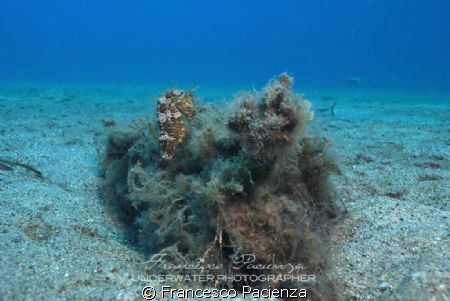 Seahorse on rocks. Taken with Nikon D60, with Nikkor 18-5... by Francesco Pacienza 