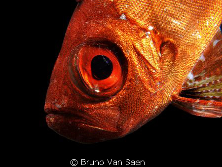 Close enough ? by Bruno Van Saen 