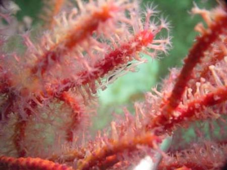 This shrimp is hard to see because it's mostly transparen... by Erika Antoniazzo 