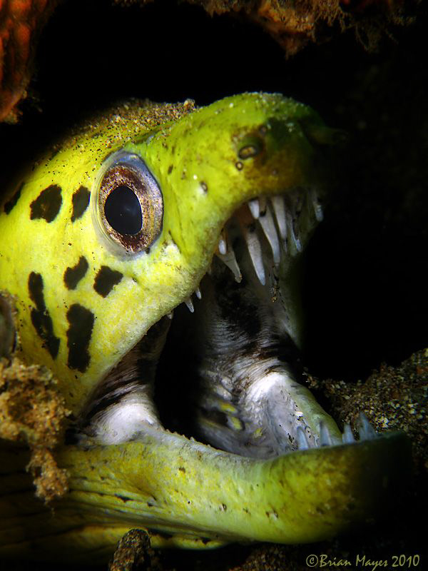Fimbriated Moray (Gymnothorax fimbriatus) by Brian Mayes 