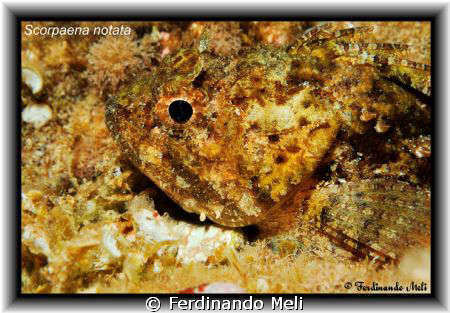A Scorpaena notata in the Mediterranean sea. by Ferdinando Meli 