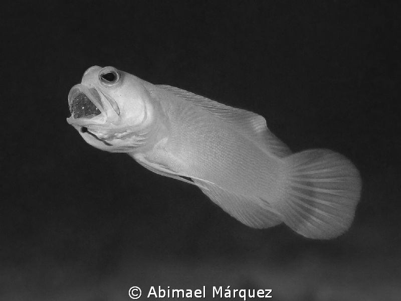 Protected eggs, Vieques, P.R. by Abimael Márquez 