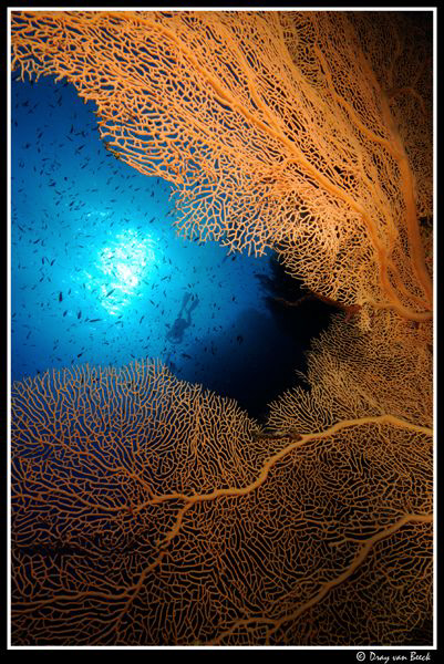 Gorgonian and divers by Dray Van Beeck 