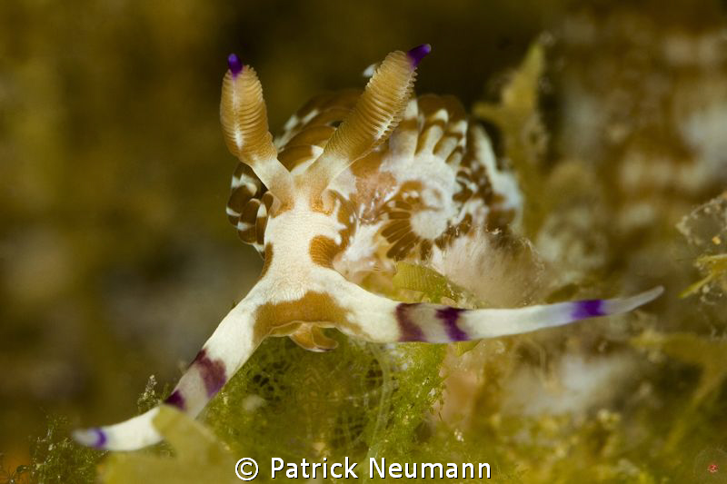 Nudi from the Philippines taken with Canon 400D/Hugyfot by Patrick Neumann 