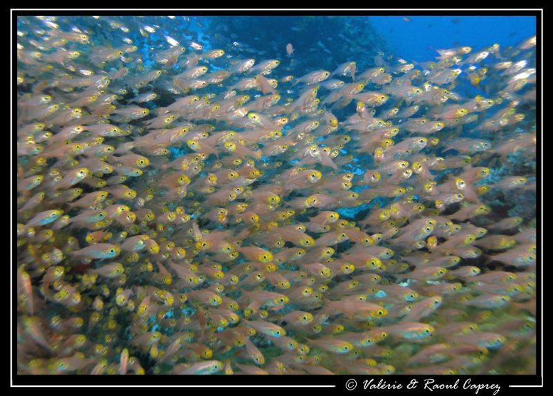Like a painting of the 19th century by Raoul Caprez 