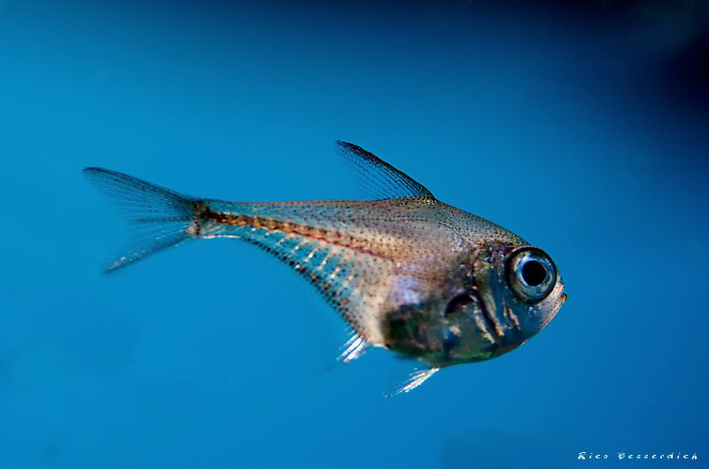 Juvenile Cave Sweeper. Size: around 5 cm. He is living wi... by Rico Besserdich 