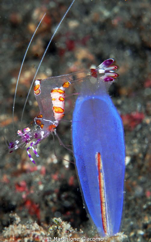 Soft home
Nikon D200, 105 micro, twin strobo
Lembeh 2010 by Marchione Giacomo 