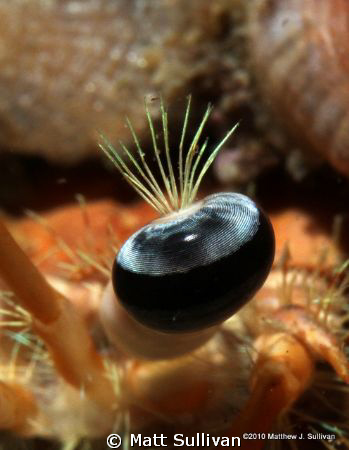 Hermit Crab Eye by Matt Sullivan 