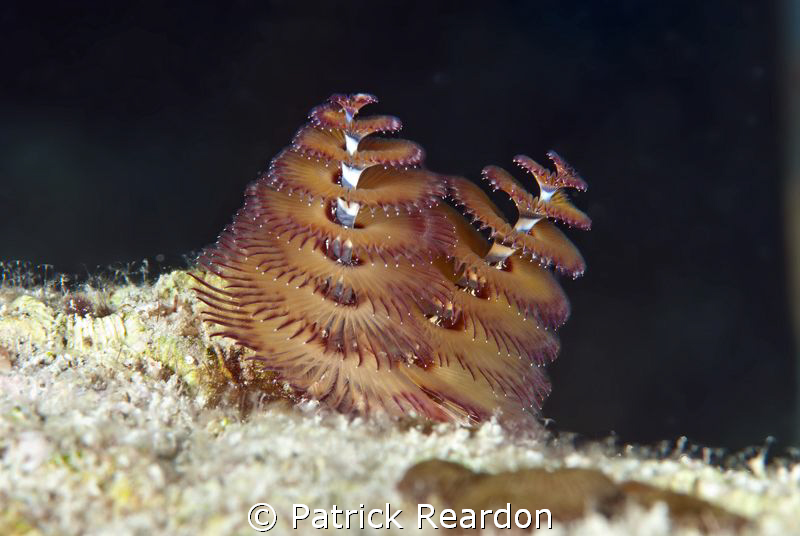 Christmas Tree Worms.  Grand Cayman. by Patrick Reardon 