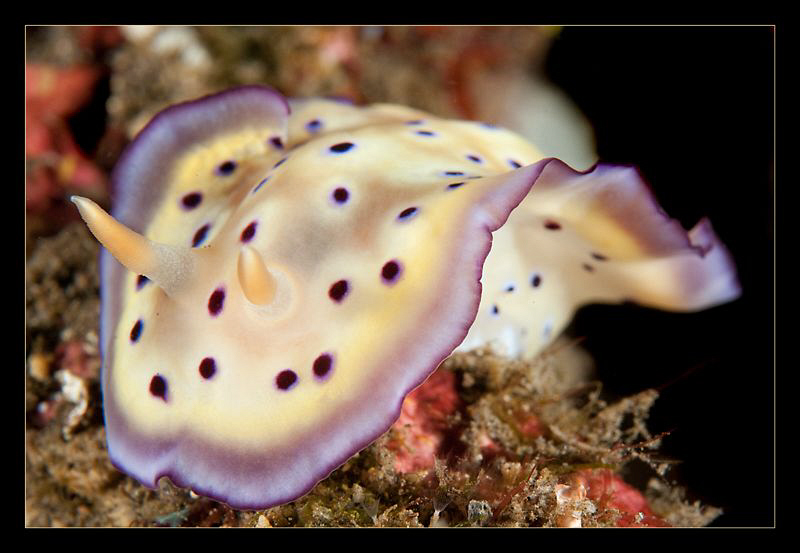 Chromodoris Kunei by Charles Wright 